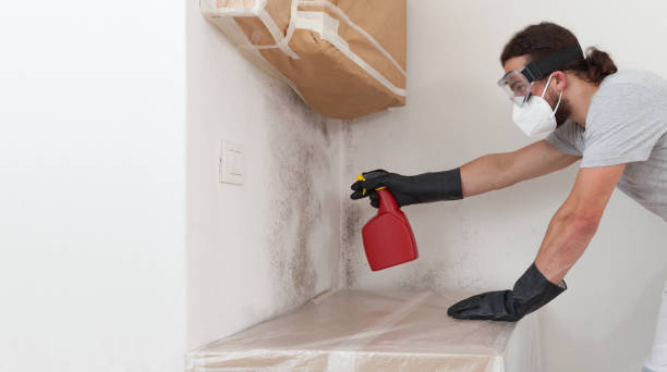 Professional Black Mold Removal technician working in Ashville, PA
