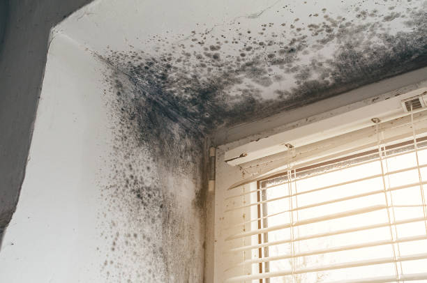Trusted Black Mold Removal service in Ashville, PA - Cheap Mold Removal